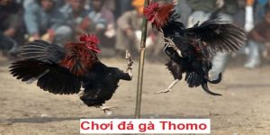 Đá gà Thomo tại QH88 được hiểu gì?
